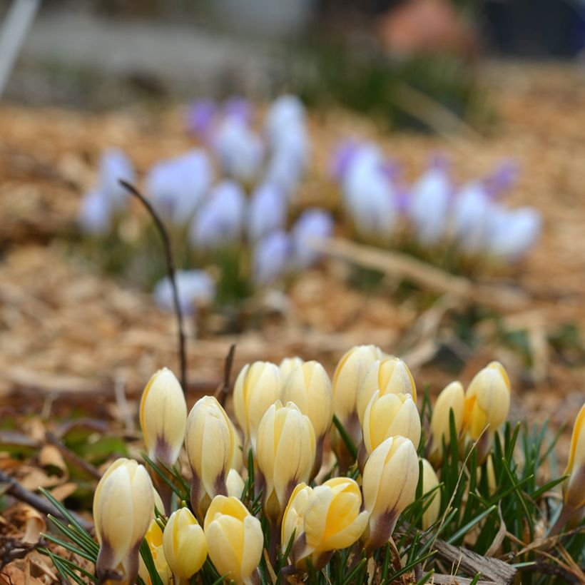 Crocus chrysanthus Cream Beauty - Sneeuwkrokus (Groeiplaats)