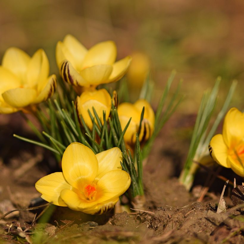 Crocus chrysanthus Gipsy Girl - Sneeuwkrokus (Bloei)