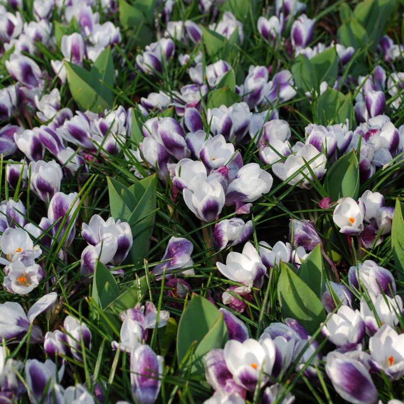 Crocus Prins Claus - Krokus (Groeiplaats)