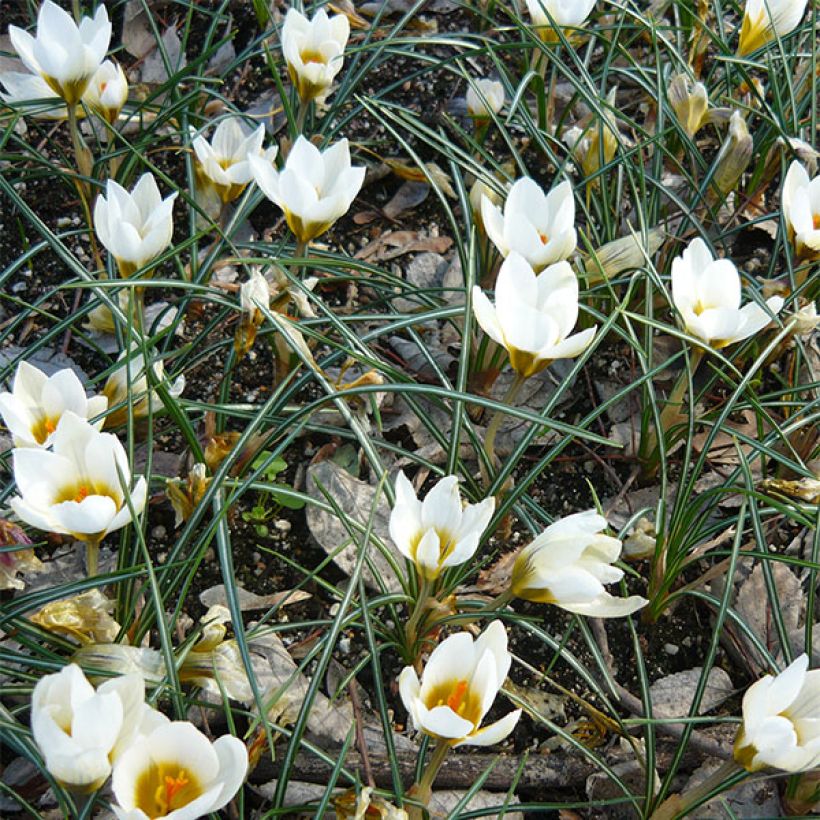 Crocus chrysanthus Snowbunting - Sneeuwkrokus (Bloei)