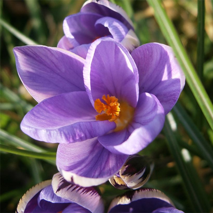 Crocus minimus - Krokus (Bloei)