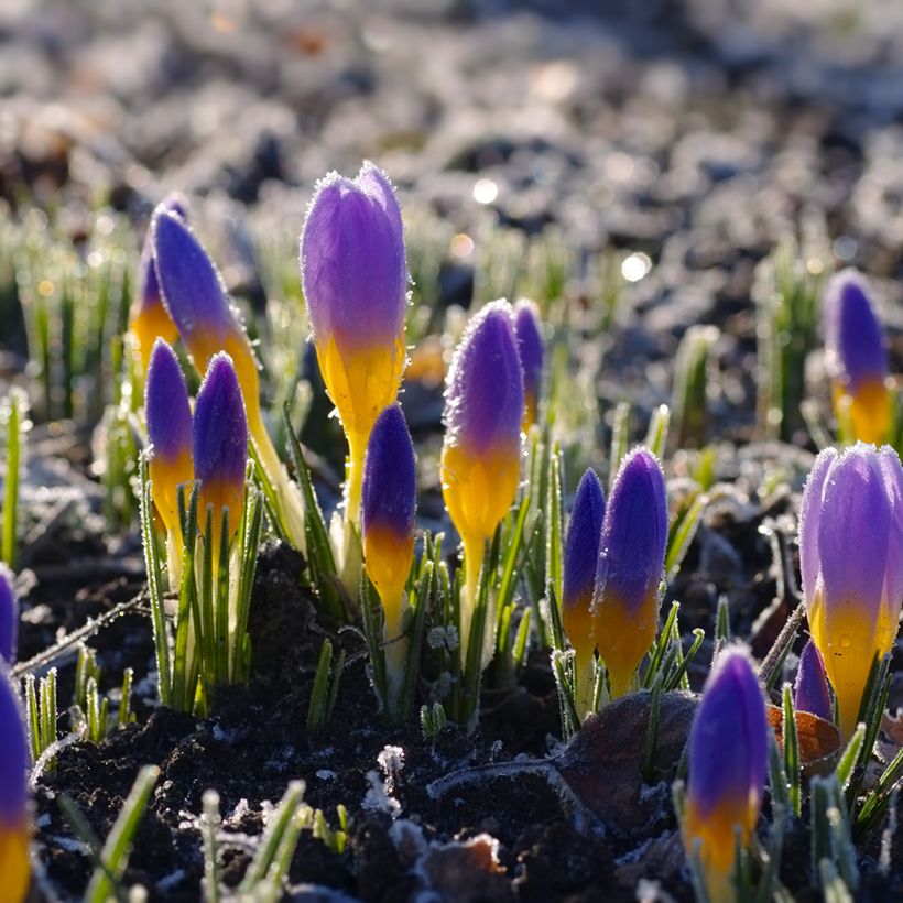Crocus sieberi Firefly - Sieber-krokus (Groeiplaats)