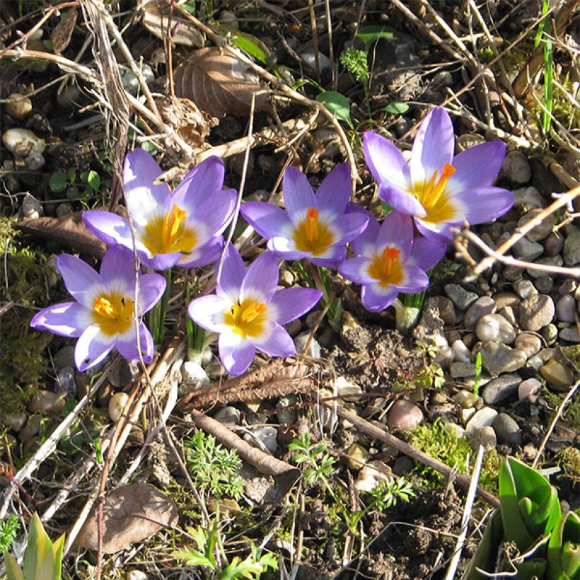 Crocus sieberi Tricolor - Sieber-krokus (Groeiplaats)