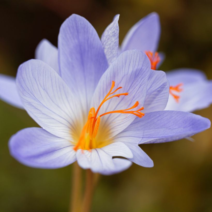 Crocus speciosus Aitchisonii - Herfstkrokus (Bloei)
