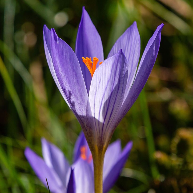 Crocus speciosus Artabir - Herfstkrokus (Bloei)
