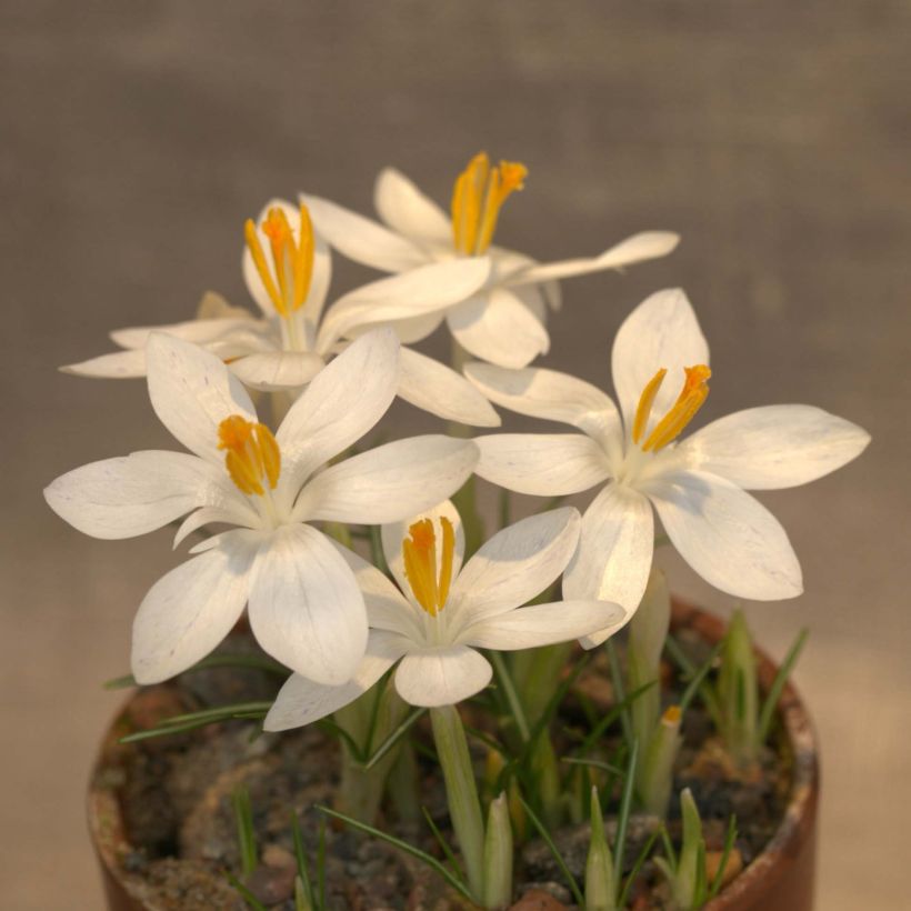 Crocus tommasinianus Albus - Boerenkrokus (Bloei)