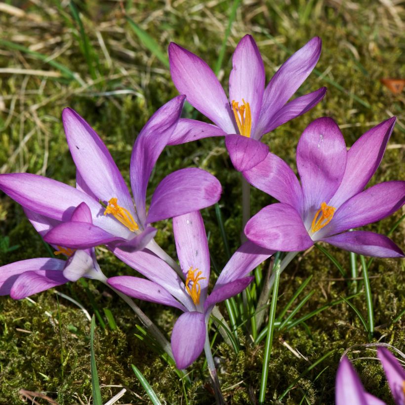 Crocus tommasinianus Roseus - Boerenkrokus (Groeiplaats)