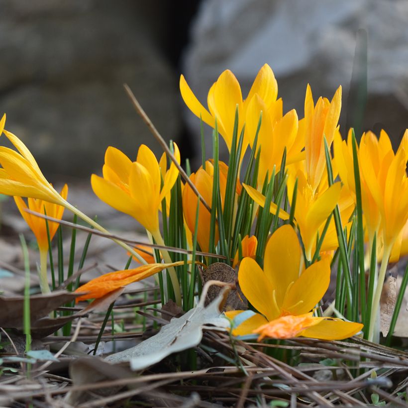 Crocus vitellinus - Krokus (Groeiplaats)