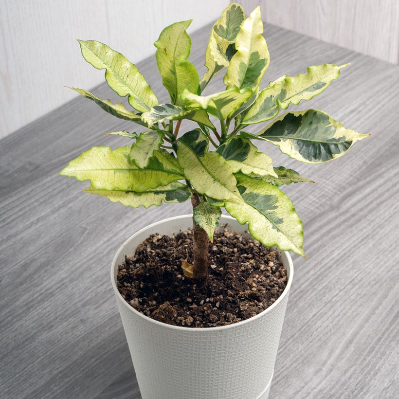 Kroton Tamara - Codiaeum variegatum (Groeiplaats)