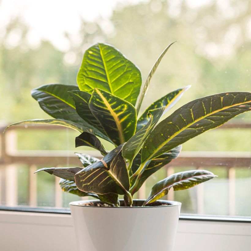 Kroton Moar Yellow - Codiaeum variegatum (Groeiplaats)