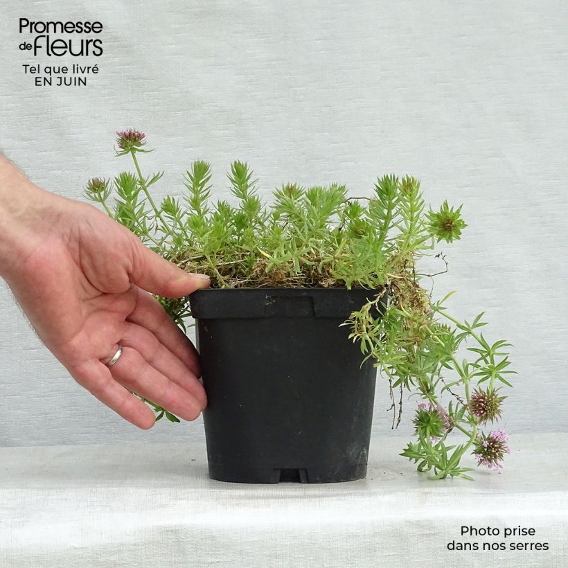 Exemplaar van Phuopsis stylosa - Perzische kruisjesplant Pot van 2 l/3 l zoals geleverd in de zomer