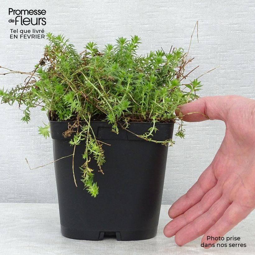 Example of Phuopsis stylosa - Perzische kruisjesplant Pot van 2 l/3 l as you get in hiver