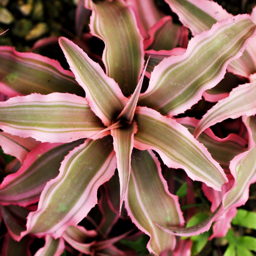 Cryptanthus Pink Star - Aardster (Blad)
