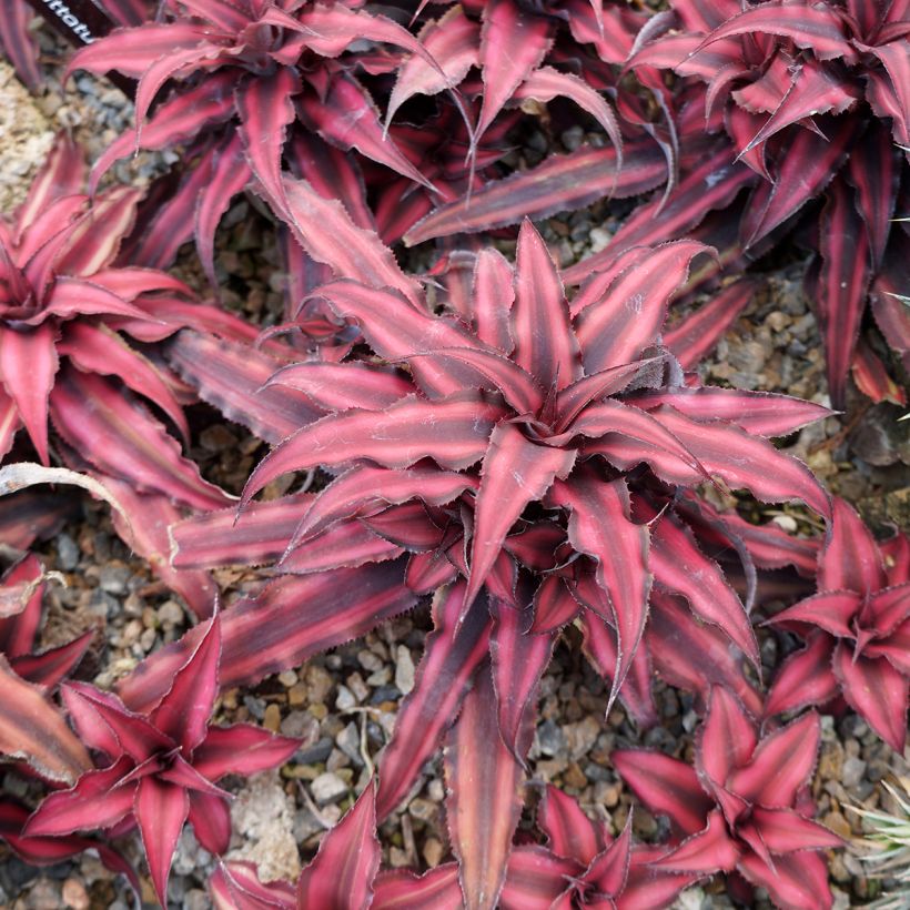 Cryptanthus Super Pink - Aardster (Groeiplaats)