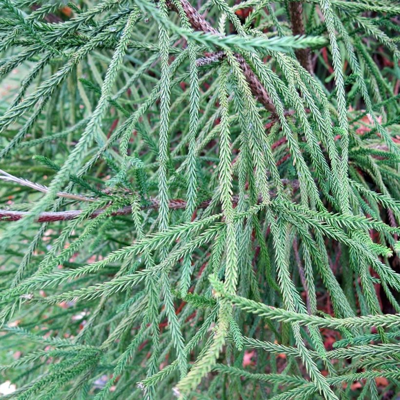 Cryptomeria japonica Araucarioides - Japanse cipres (Foliage)