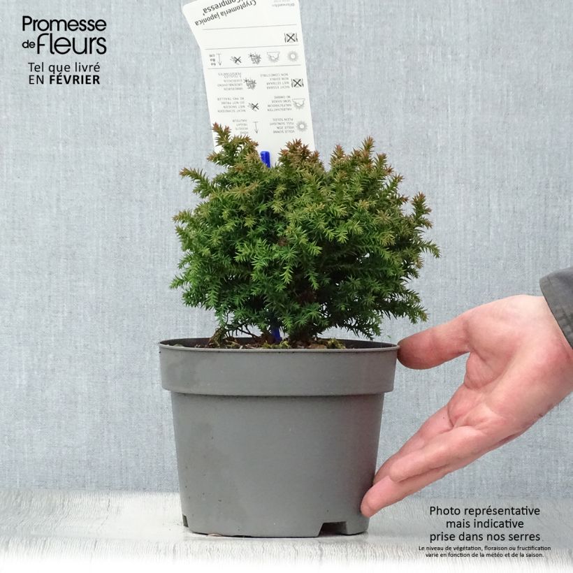 Example of Cryptomeria japonica Compressa Pot van 2 l/3 l as you get in hiver