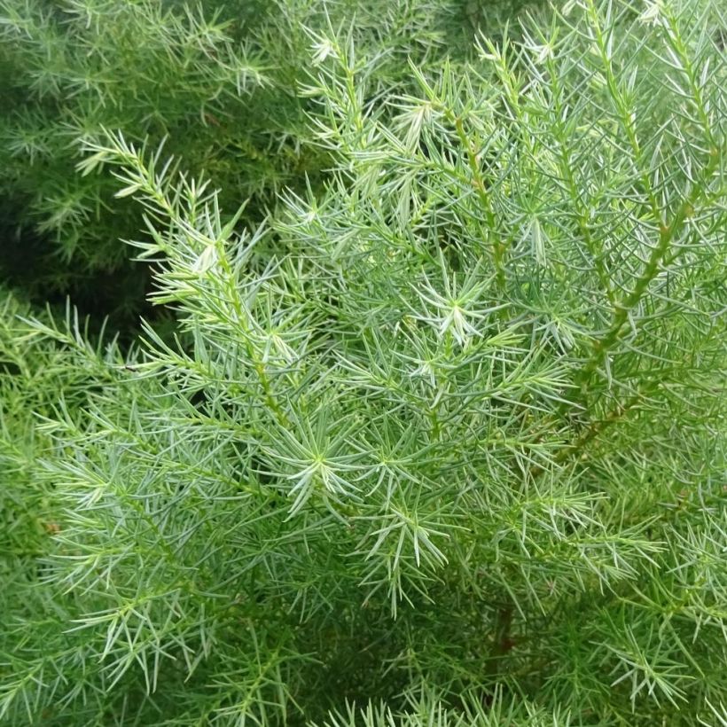 Cryptomeria japonica Elegans - Japanse cipres (Foliage)