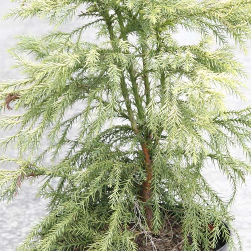 Cryptomeria japonica Sekkan Sugi - Japanse cipres (Foliage)