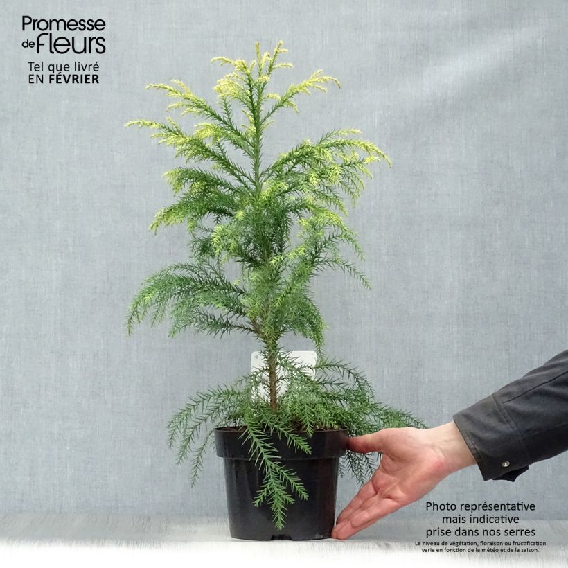 Example of Cryptomeria japonica Sekkan Sugi Pot van 2 l/3 l as you get in hiver