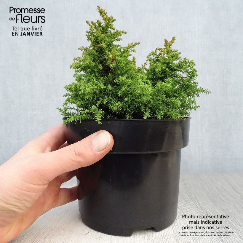 Example of Cryptomeria japonica Twinkle Toes Pot van 2 l/3 l as you get in hiver