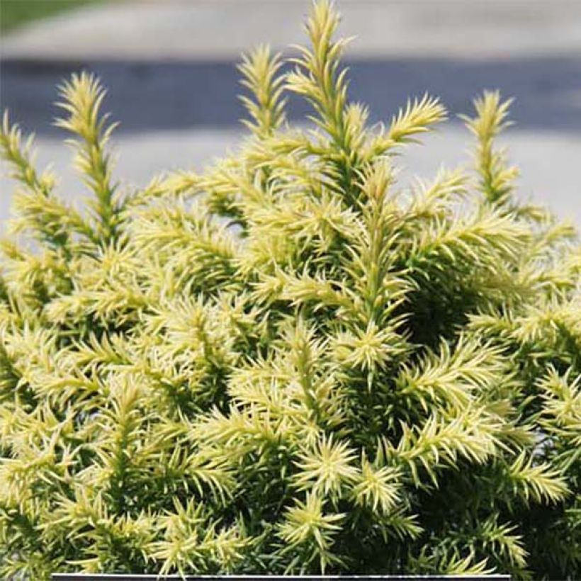 Cryptomeria japonica Vilmorin Gold - Japanse cipres (Foliage)
