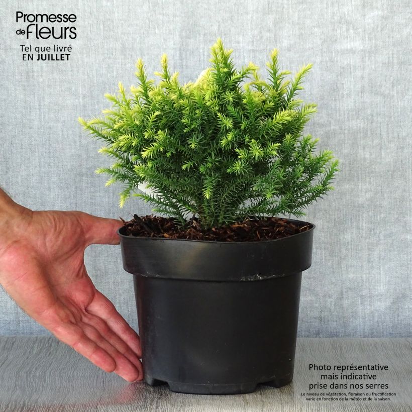 Exemplaar van Cryptomeria japonica Vilmorin Gold - Japanse cipres Pot van 2 l/3 l zoals geleverd in de zomer