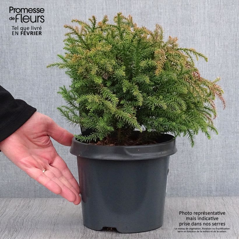 Example of Cryptomeria japonica Vilmorin Gold Pot van 2 l/3 l as you get in hiver