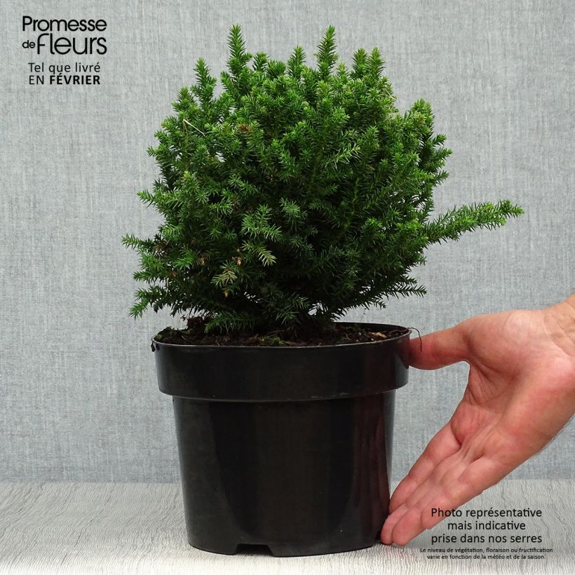 Exemplaar van Cryptomeria japonica Vilmoriniana - Japanse cipres Pot van 2 l/3 l zoals geleverd in de herfst