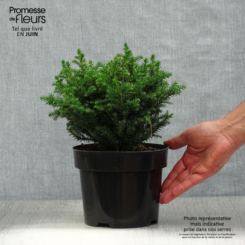 Exemplaar van Cryptomeria japonica Vilmoriniana - Japanse cipres Pot van 2 l/3 l zoals geleverd in de zomer