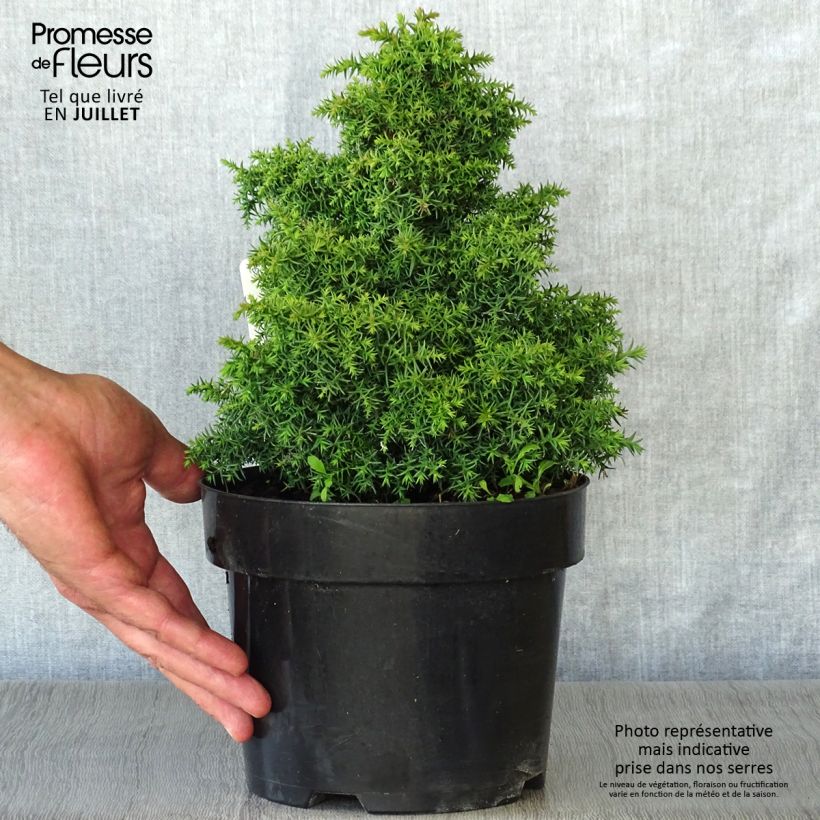 Exemplaar van Cryptomeria japonica Yokohama - Japanse cipres Pot van 2 l/3 l zoals geleverd in de zomer