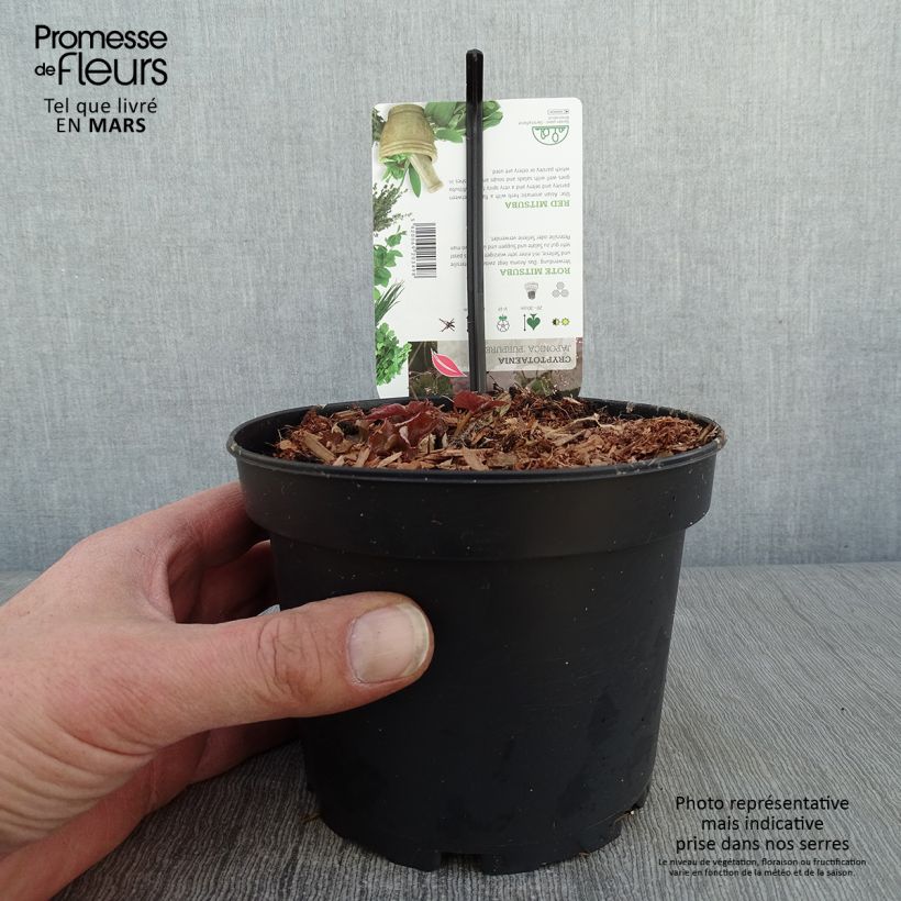 Example of Cryptotaenia japonica purpurea - Persil japonais Pot van 1,5 l/2 l as you get in hiver