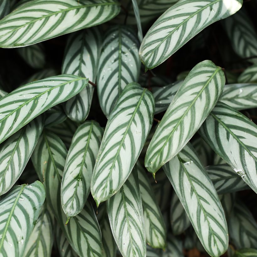 Ctenanthe Compactstar (Blad)