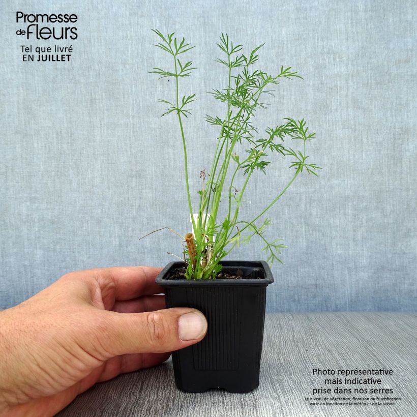 Exemplaar van Cumin des prés ou Carvi Godet de 8/9 cm zoals geleverd in de zomer