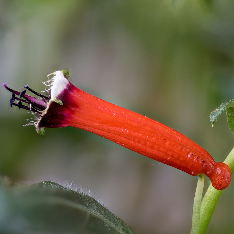 Cuphea ignea Scarlet - Luciferplant (Bloei)