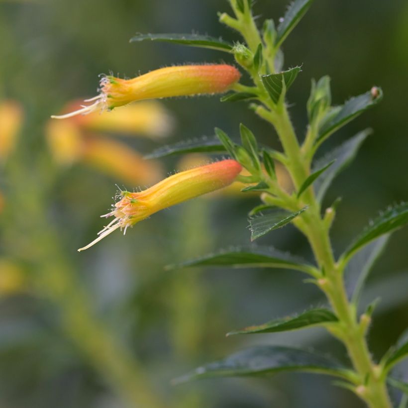 Cuphea micropetala - Sigarenplant (Bloei)
