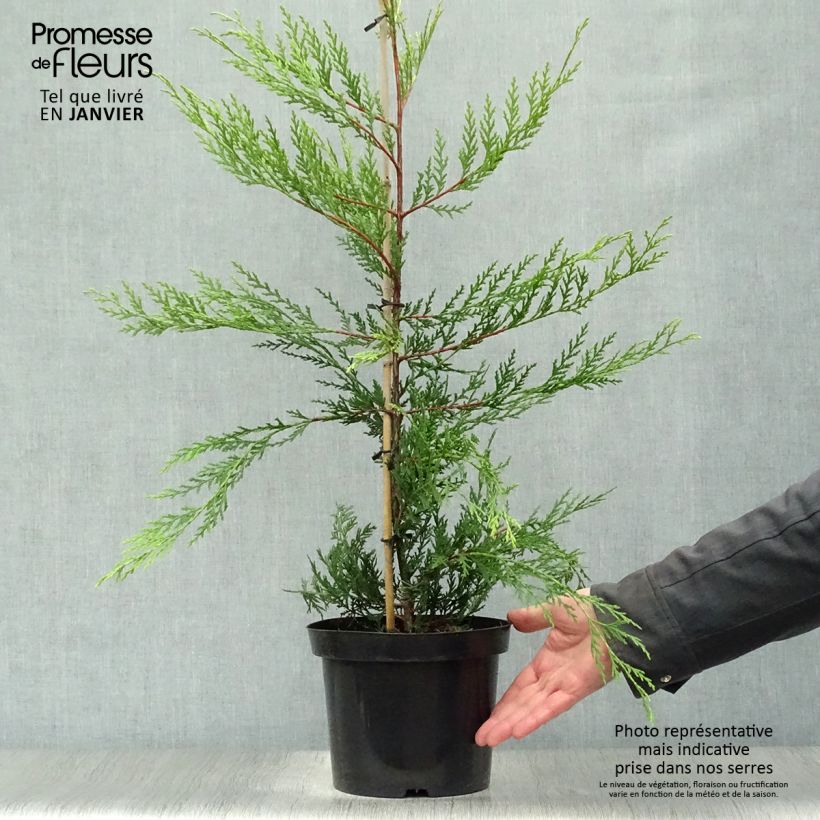 Example of Cupressocyparis leylandii Blue Jeans - Leylandcipres Pot van 3 l/4 l as you get in hiver