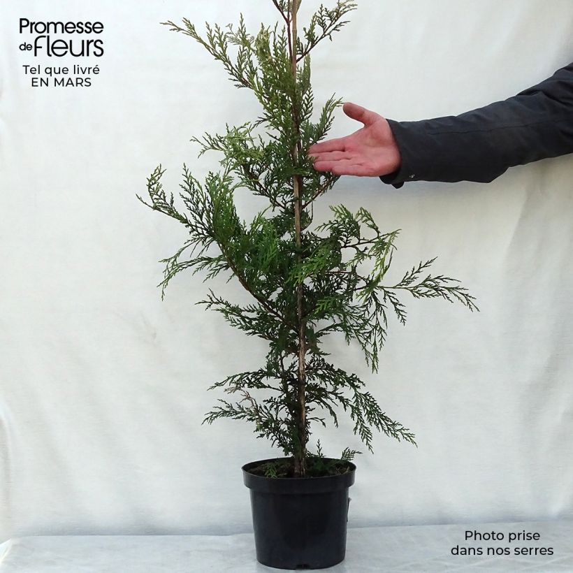 Exemplaar van Cupressocyparis leylandii Blue Jeans - Leylandcipres Pot van 3 l/4 l zoals geleverd in de lente