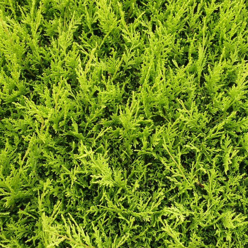 Cupressocyparis leylandii Blue Jeans - Leylandcipres (Foliage)