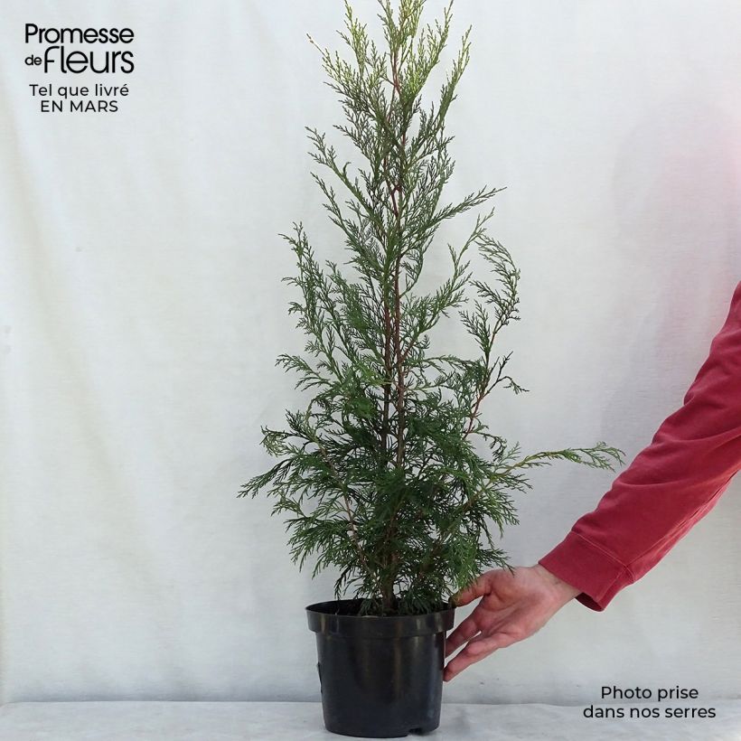 Example of Cupressocyparis leylandii - Leylandcipres Pot van 4 l/5 l as you get in hiver