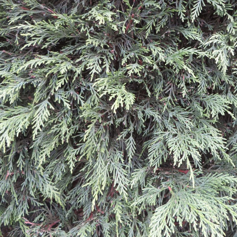 Cupressocyparis leylandii - Leylandcipres (Foliage)