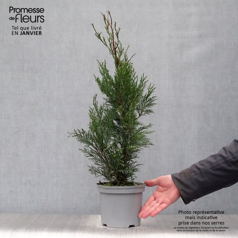 Example of Cupressocyparis leylandii - Leylandcipres Pot van 2 l/3 l as you get in hiver
