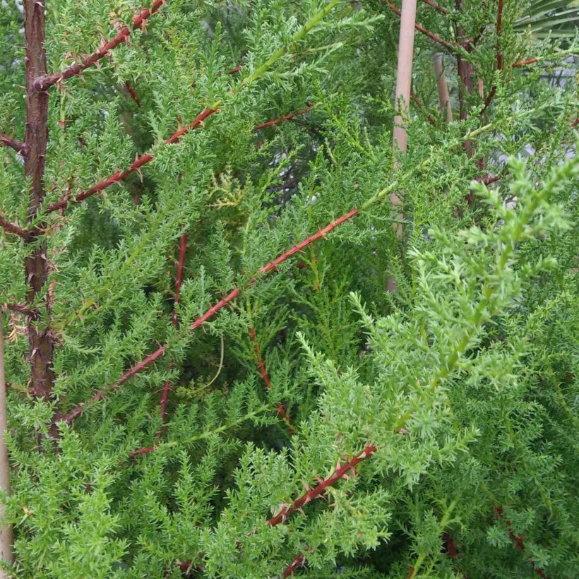 Cupressus macrocarpa - Montereycipres (Foliage)