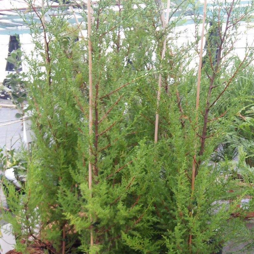 Cupressus macrocarpa - Montereycipres (Plant habit)