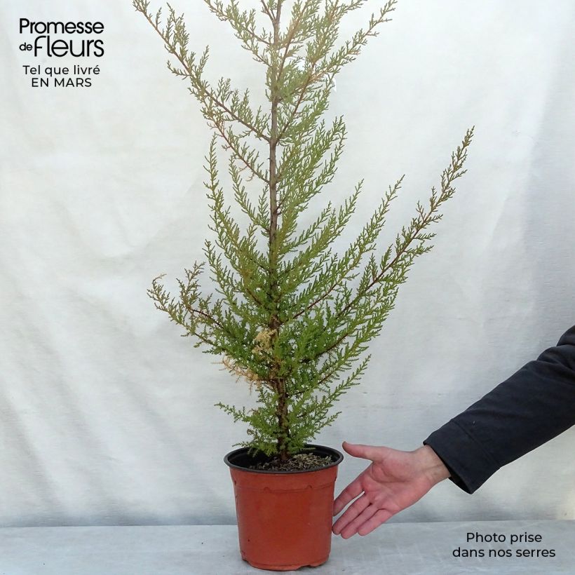 Example of Cupressus macrocarpa - Montereycipres Pot van 2 l/3 l as you get in hiver