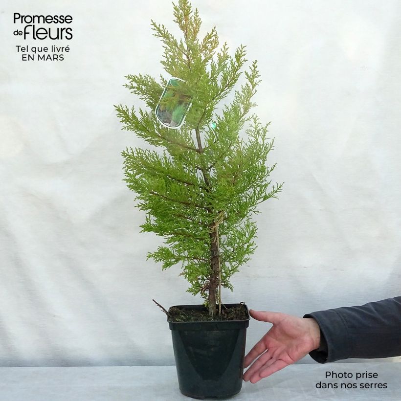 Exemplaar van Cupressus macrocarpa Goldcrest - Kamercipres Pot van 4 l/5 l zoals geleverd in de lente