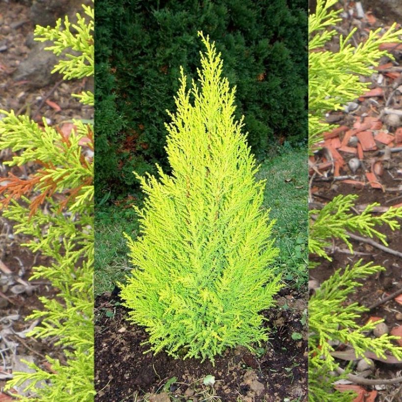 Cupressus macrocarpa Wilma - Kamercipres (Plant habit)
