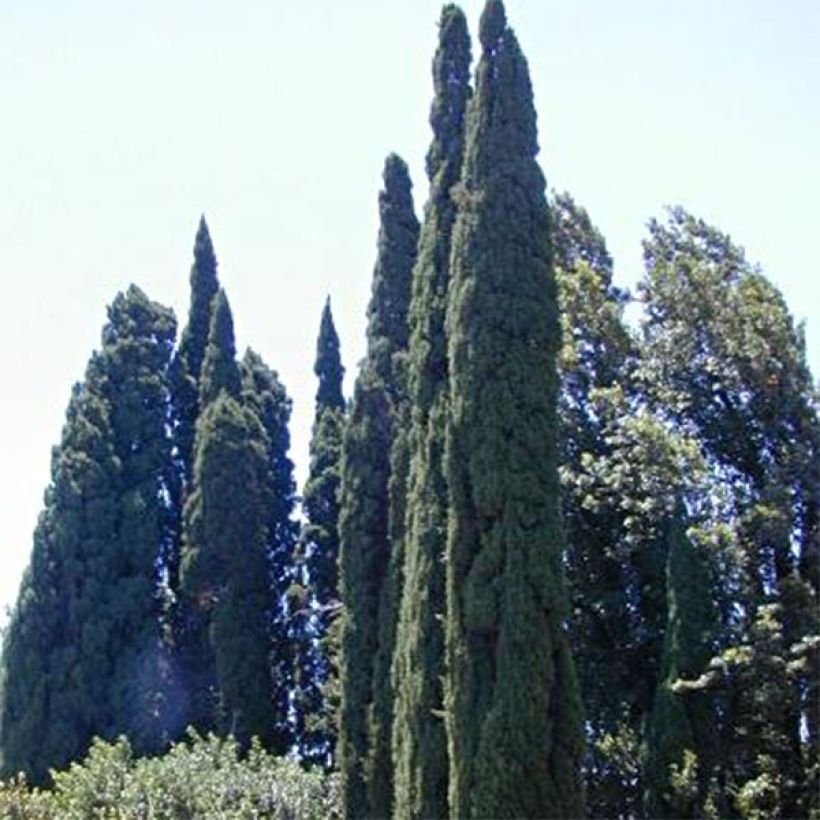 Cupressus sempervirens Pyramidalis - Italiaanse cipres (Plant habit)