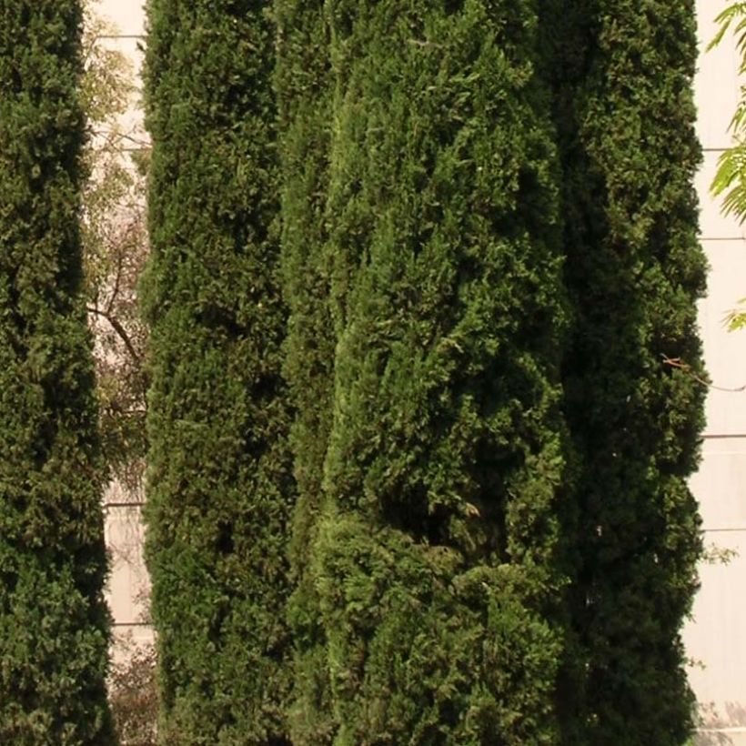 Cupressus sempervirens Stricta - Italiaanse cipres (Foliage)