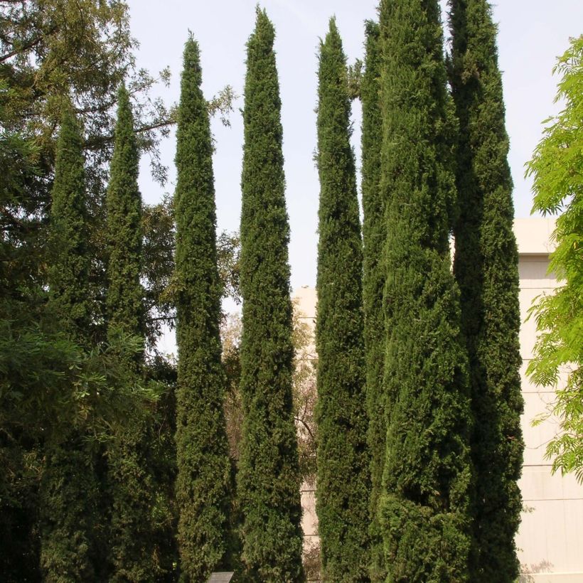 Cupressus sempervirens Stricta - Italiaanse cipres (Plant habit)