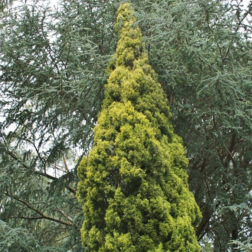 Cupressus sempervirens Swanes Golden - Italiaanse cipres (Foliage)